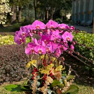 「大辣椒」蝴蝶蘭10菖