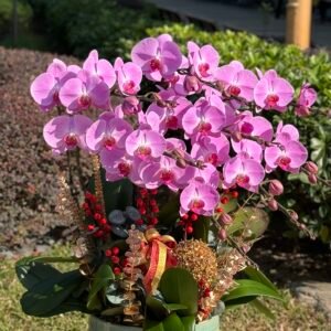 「快樂頌」蝴蝶蘭8菖