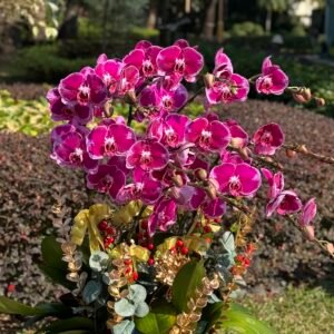 賀年蘭花