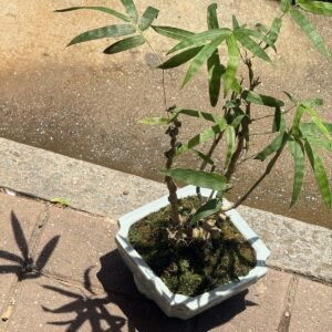 佛肚竹盆栽（約45cm）