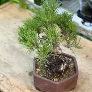 八房黑松盆栽