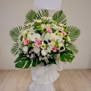 白蘭粉非洲菊花牌