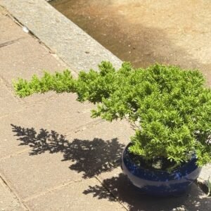 珍珠柏盆栽