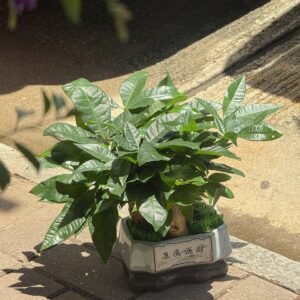 發財樹盆栽